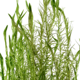 Mayaca Fluviatilis - In vitro