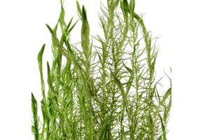 Mayaca Fluviatilis - In vitro