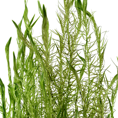 Mayaca fluviatilis - In Vitro