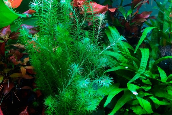 Mayaca Fluviatilis - In vitro