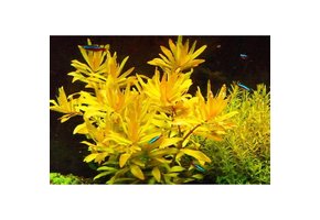 Nesaea pedicellata Golden - Pot