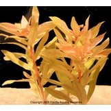 Nesaea pedicellata Golden - Pot