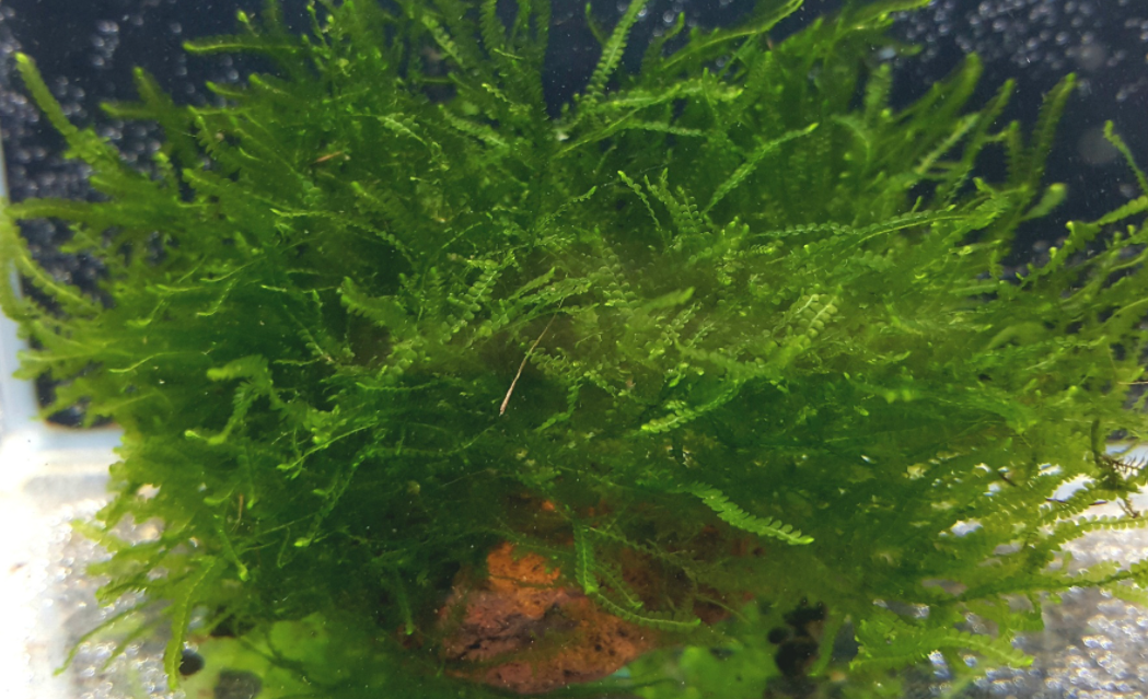 Plagiomnium Affine - In vitro