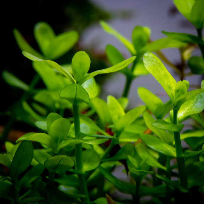 Bacopa crenata - in Vitro