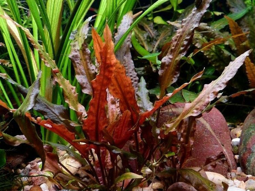 Cryptocoryne walkeri - In Vitro