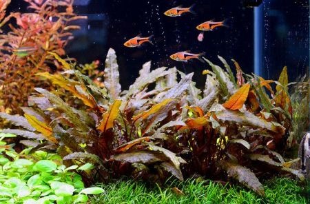 Cryptocoryne Brown Limited Edition - In Vitro