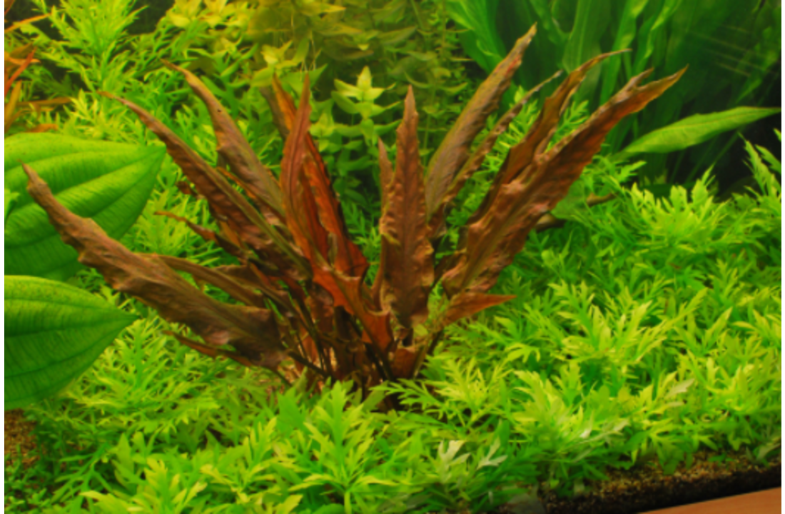 Cryptocoryne wendtii Mi oya - In Vitro