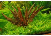 Cryptocoryne Mi oya Limited Edition  - In Vitro 1-2 grow!
