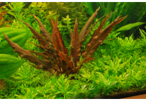 Cryptocoryne Mi Oya Limited Edition - In vitro 1-2 grandir!