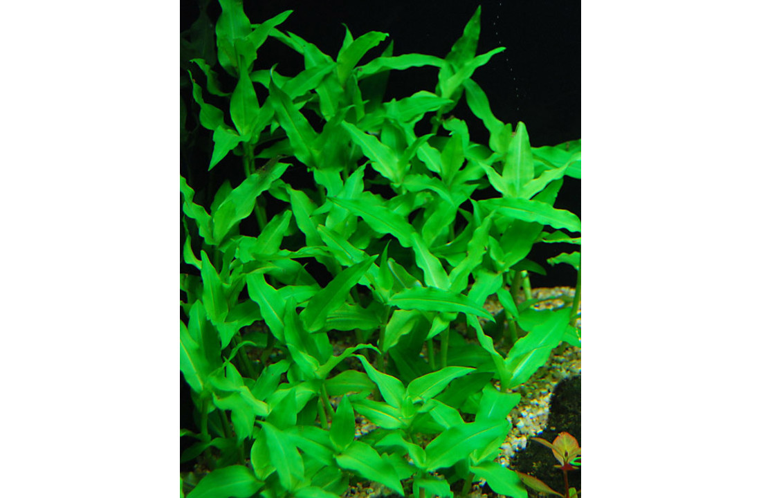 Floscopa scandens - In Vitro