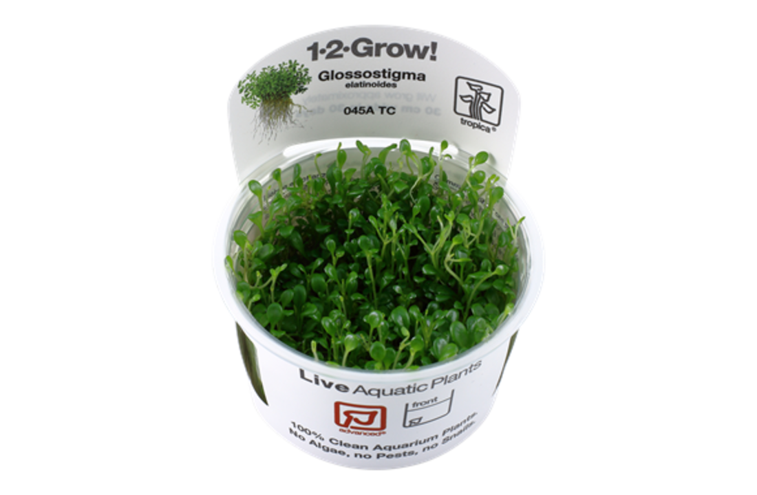 Tropica Glossostigma elatinoides 1-2-grow! (Advanced)