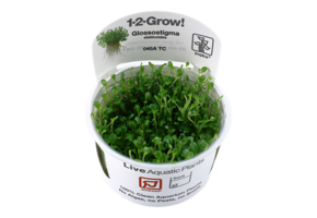 Tropica Glossostigma Elatinoides 1-2-Grow! (Advanced)