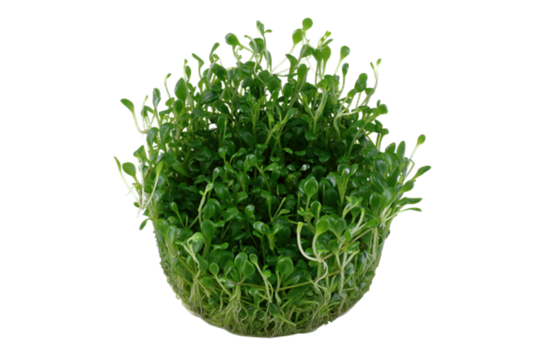 Tropica Glossostigma elatinoides 1-2-grow! (Advanced)
