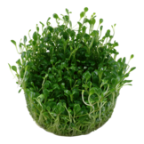 Tropica Glossosttigma Elatinoides 1-2-grandir! (Avancee)