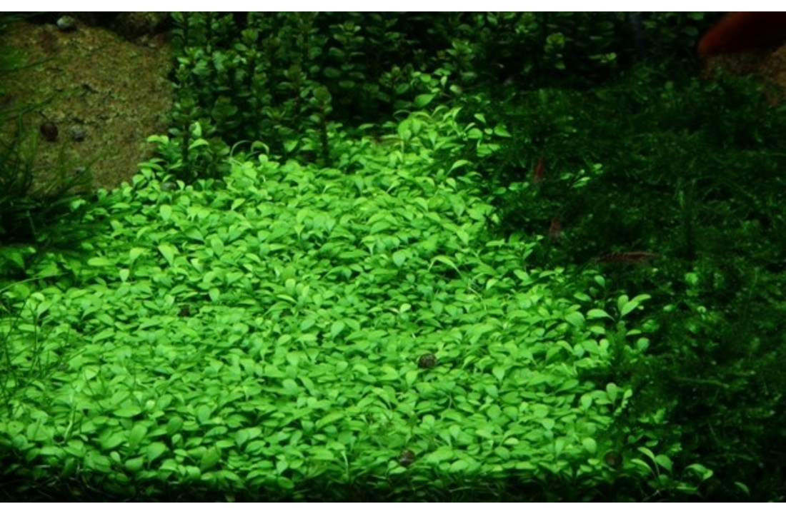 Tropica Glossostigma elatinoides 1-2-grow! (Advanced)