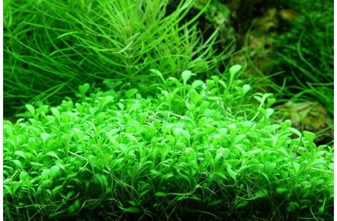 Tropica Glossostigma elatinoides 1-2-grow! (Advanced)