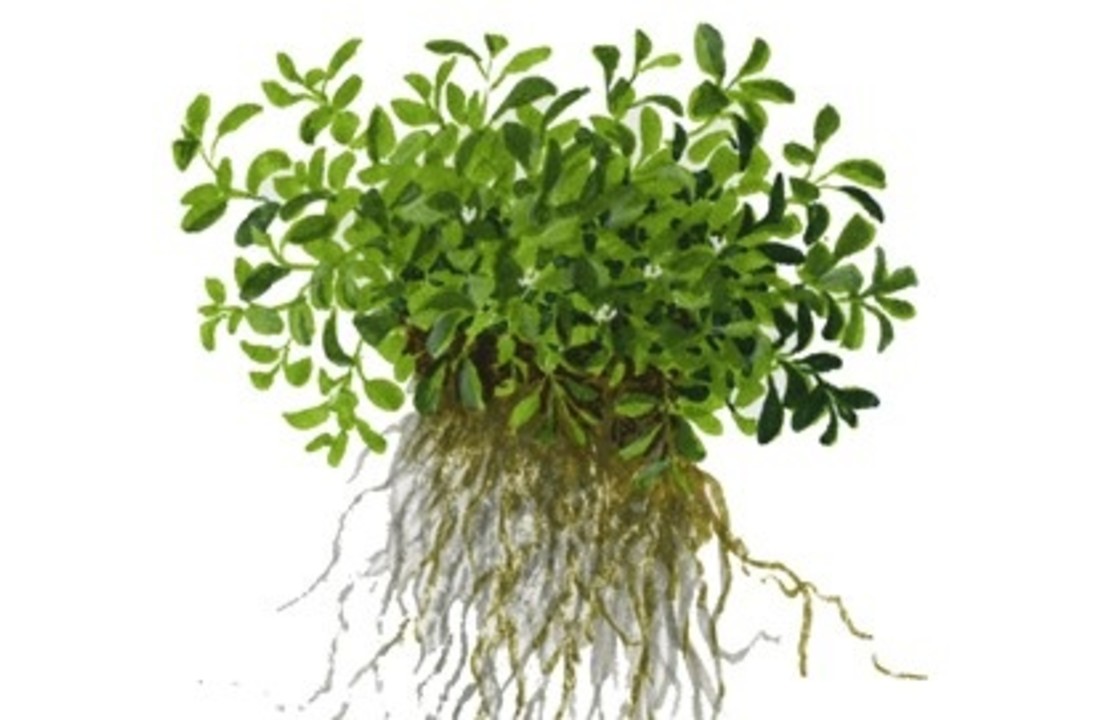 Tropica Glossostigma elatinoides 1-2-grow! (Advanced)