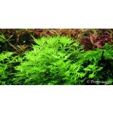 Tropica Hottonia Palustris 1--Grow! In vitro