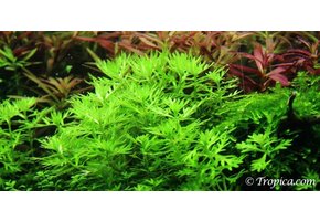 Tropica Hottonia Palustris 1-2grow! In vitro