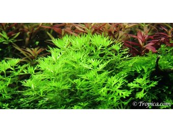 Tropica Hottonia palustris  1-2Grow! In Vitro