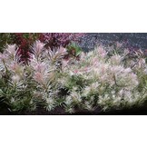 Ludwigia sp. White - In vitro