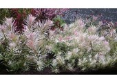 Ludwigia sp. White - In Vitro