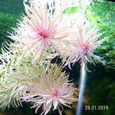 Ludwigia sp. Blanc - in vitro