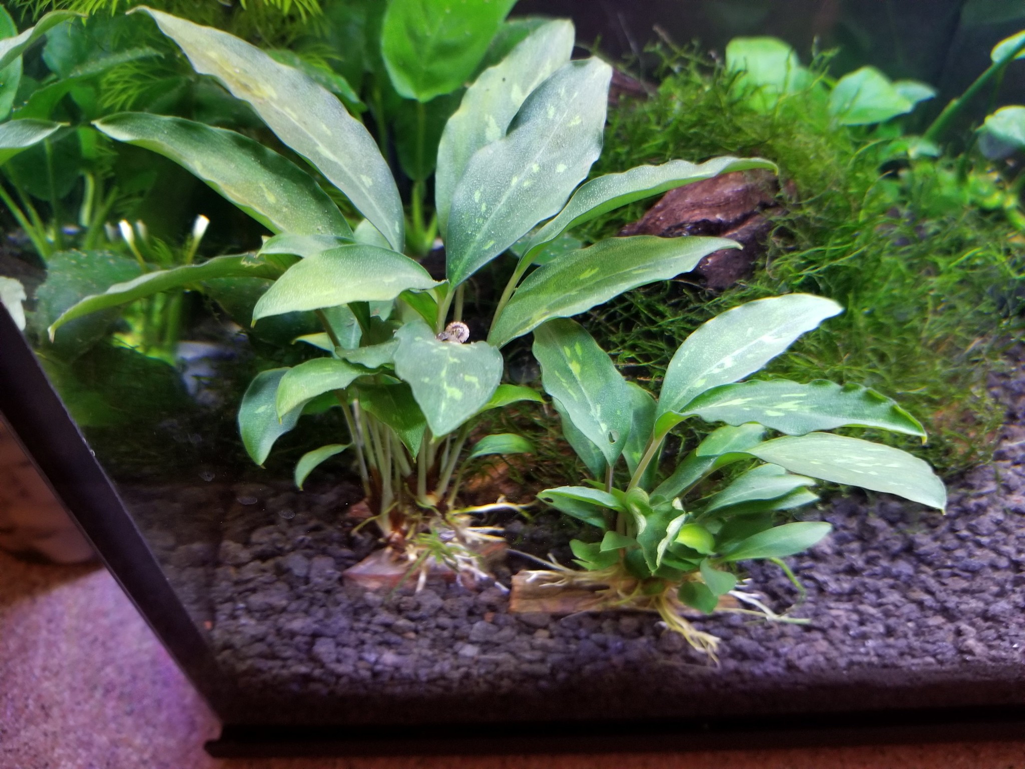 Tropica Piptospatha ridleyi - In Vitro Limited Edition