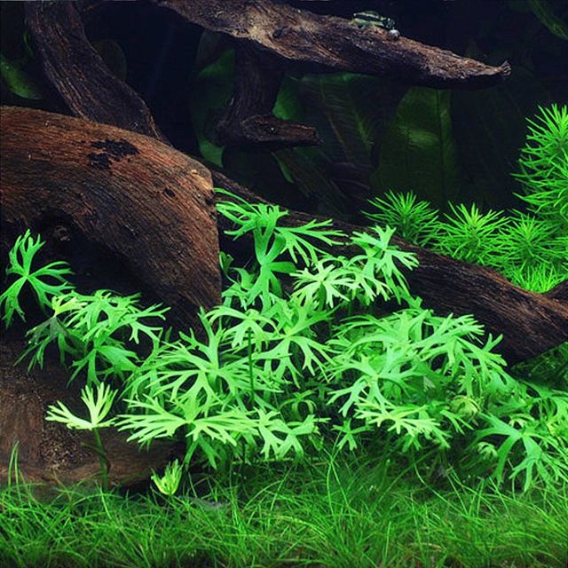 Ranunculus papulentus - In Vitro
