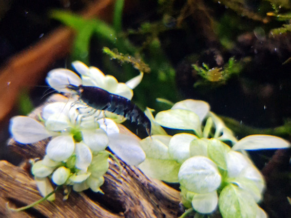 Anubias Barteri Var. Nana 'snow White' - In Vitro