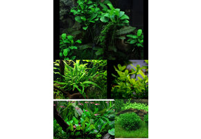 Classic Nature Style Collectie voor 45 cm aquarium