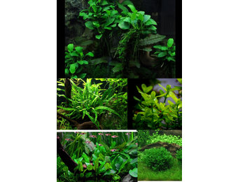 Classic Nature Style Collectie voor 45 cm aquarium