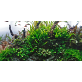 Classic Nature Style collection for 60 cm aquarium