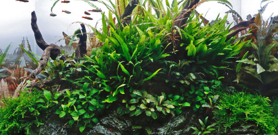 Classic Nature Style collection for 75 cm aquarium