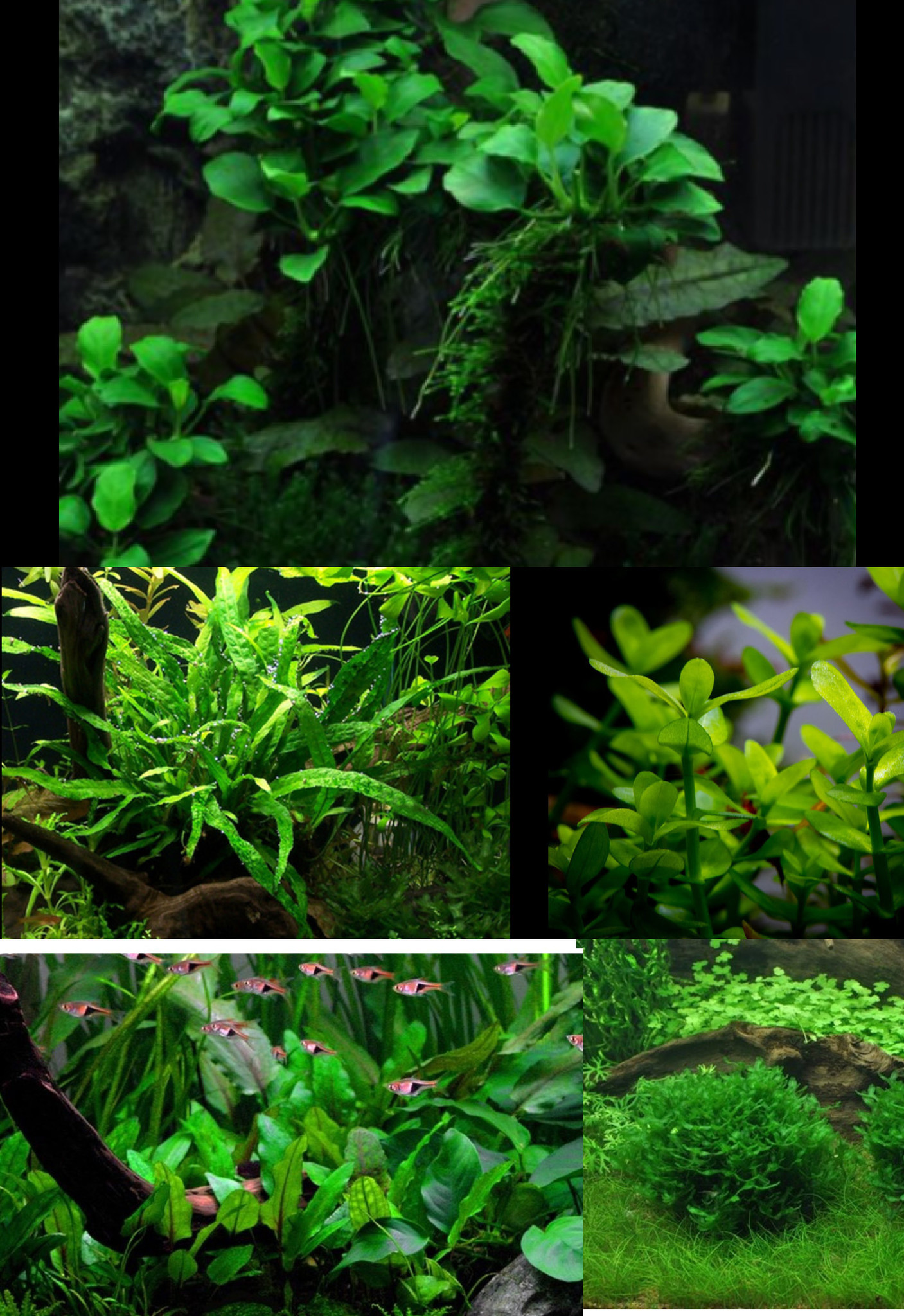 Collection classique de style nature pour aquarium de 90 cm