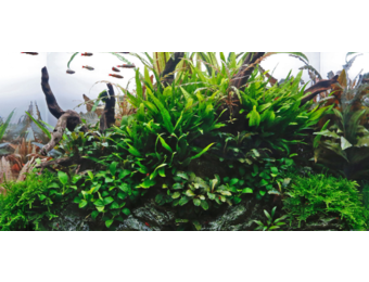 Collection classique de style nature pour aquarium de 90 cm