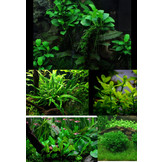 Classic Nature Style collection for 120 cm aquarium