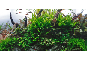 Collection classique de style nature pour aquarium de 120 cm