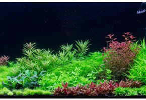 Collection Aquascaping 'Style neerlandaise' pour Aquarium de 90 cm