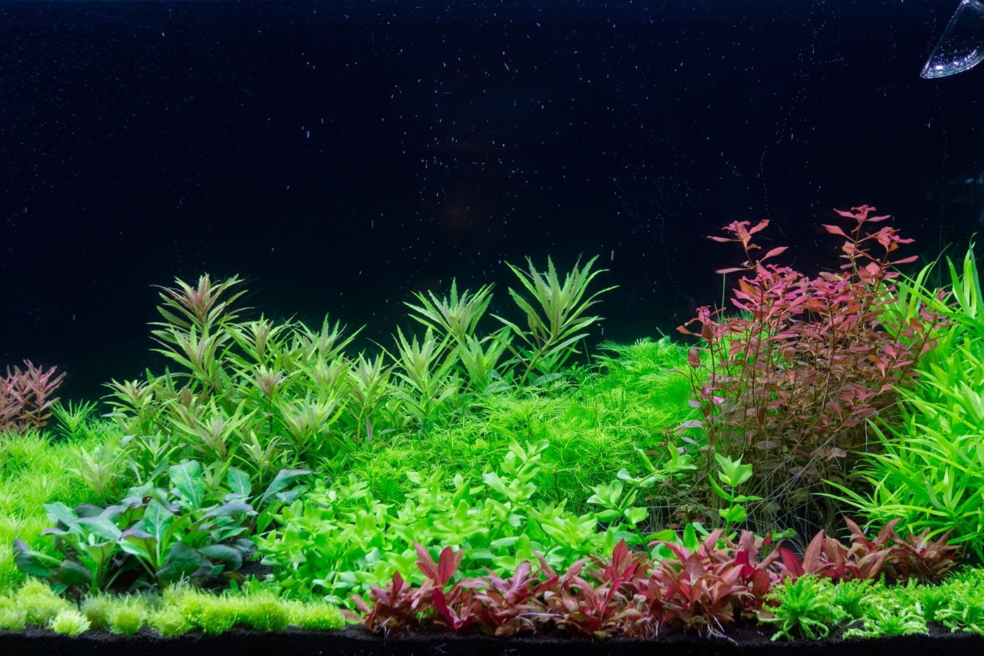 'Dutch Style' Aquascaping collection for 90 cm aquarium