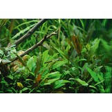 Mix of 3  cryptocornes