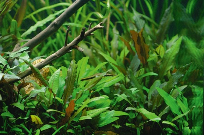 Melange de 3 cryptocornes