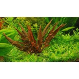 Mix of 3  cryptocornes