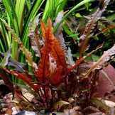 Mix of 3  cryptocornes