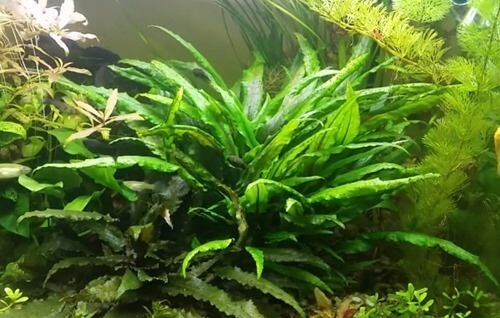 Mix of 3 in vitro cryptocornes