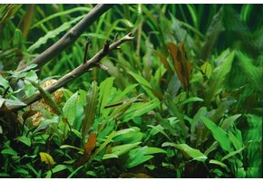 Melange de 15 cryptocorynes in vitro