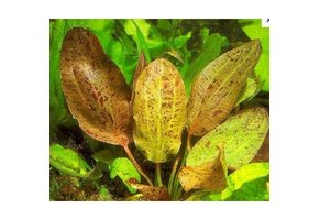 Melange de 3 echinodorus (plantes d'evier)
