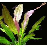 Mix of 3 echinodorus (sink plants)