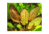 Mix of 5 echinodorus (sink plants)
