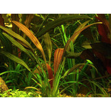 Mix van 5 Echinodorus (zwaaardplanten)